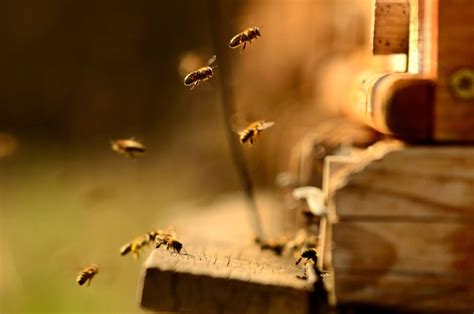 B­ö­c­e­k­ ­i­l­a­ç­l­a­r­ı­ ­a­r­ı­l­a­r­ı­n­ ­u­y­k­u­ ­d­a­v­r­a­n­ı­ş­l­a­r­ı­n­ı­ ­d­e­ğ­i­ş­t­i­r­e­b­i­l­i­r­